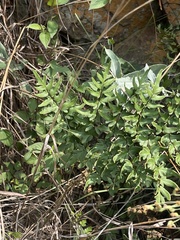 Cheilanthes viridis viridis