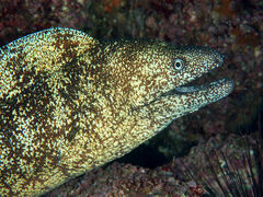 Kidako Moray photo 4