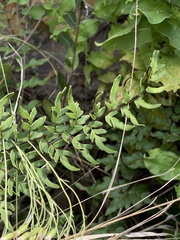 Cheilanthes viridis viridis