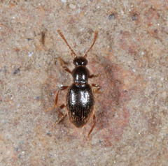 Scydmaeninae