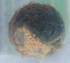 Aplidium