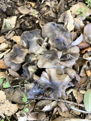 Entoloma ferruginans