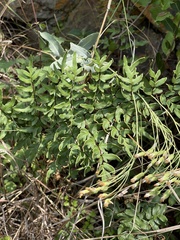 Cheilanthes viridis viridis
