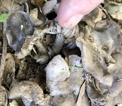 Entoloma ferruginans