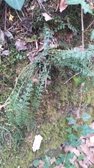 Asplenium fontanum