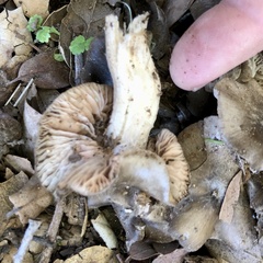 Entoloma ferruginans