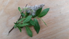 Salix pseudomyrsinites