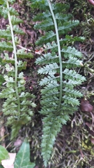 Asplenium fontanum