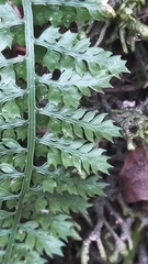 Asplenium fontanum