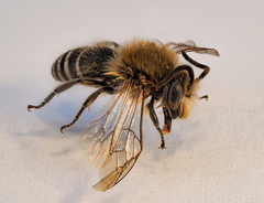 Colletes halophilus