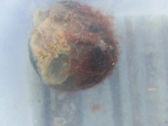 Aplidium