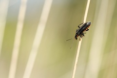 Cantharis obscura