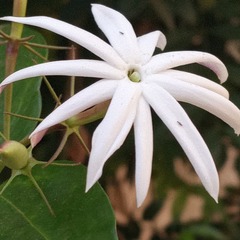Jasminum multipartitum