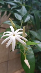 Jasminum multipartitum