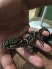 Coleonyx mitratus