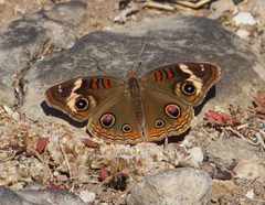 Junonia coenia coenia
