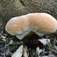 Ganoderma