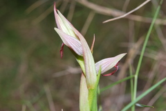 Serapias parviflora