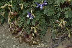 Astragalus palenae
