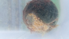 Aplidium