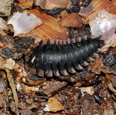 Oiceoptoma thoracicum