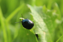 Chrysolina