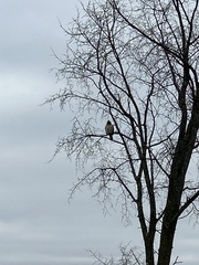 Buteo jamaicensis