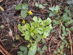 Coleostephus myconis