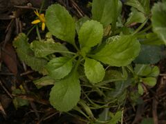 Coleostephus myconis