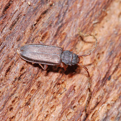 Uleiota planata