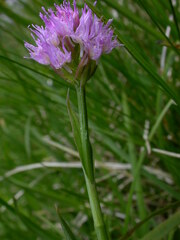 Traunsteinera globosa