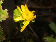 Coleostephus myconis