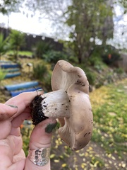 Clitocybe brunneocephala