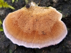 Fungi