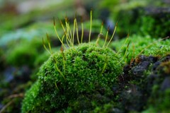 Syntrichia laevipila