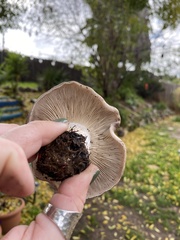 Clitocybe brunneocephala