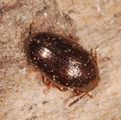 Scaphidema metallicum