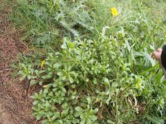 Coleostephus myconis