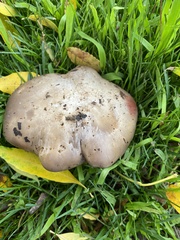 Clitocybe brunneocephala