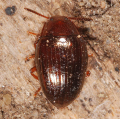 Scaphidema metallicum