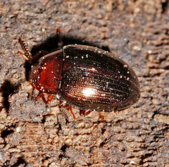 Scaphidema metallicum