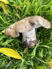 Clitocybe brunneocephala