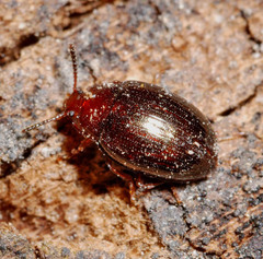 Scaphidema metallicum