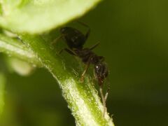 Lasius