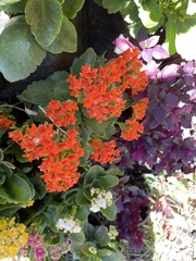 Kalanchoe