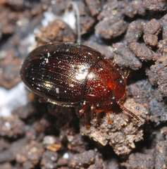 Scaphidema metallicum