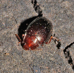 Scaphidema metallicum