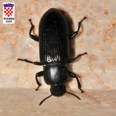 Menephilus cylindricus