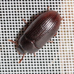 Uloma culinaris