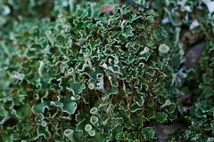 Cladonia humilis
